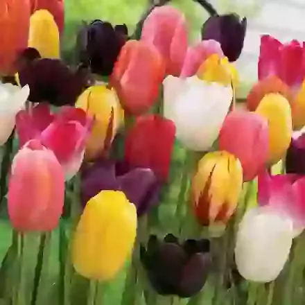 May Flowering Mixture